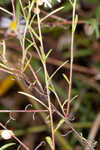 White panicle aster